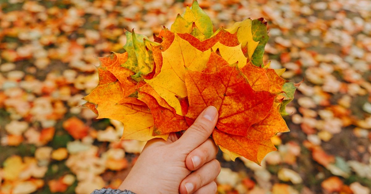 Colorful maple leaves held in hand symbolizing fall season's beauty.